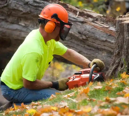 tree services Frenchtown